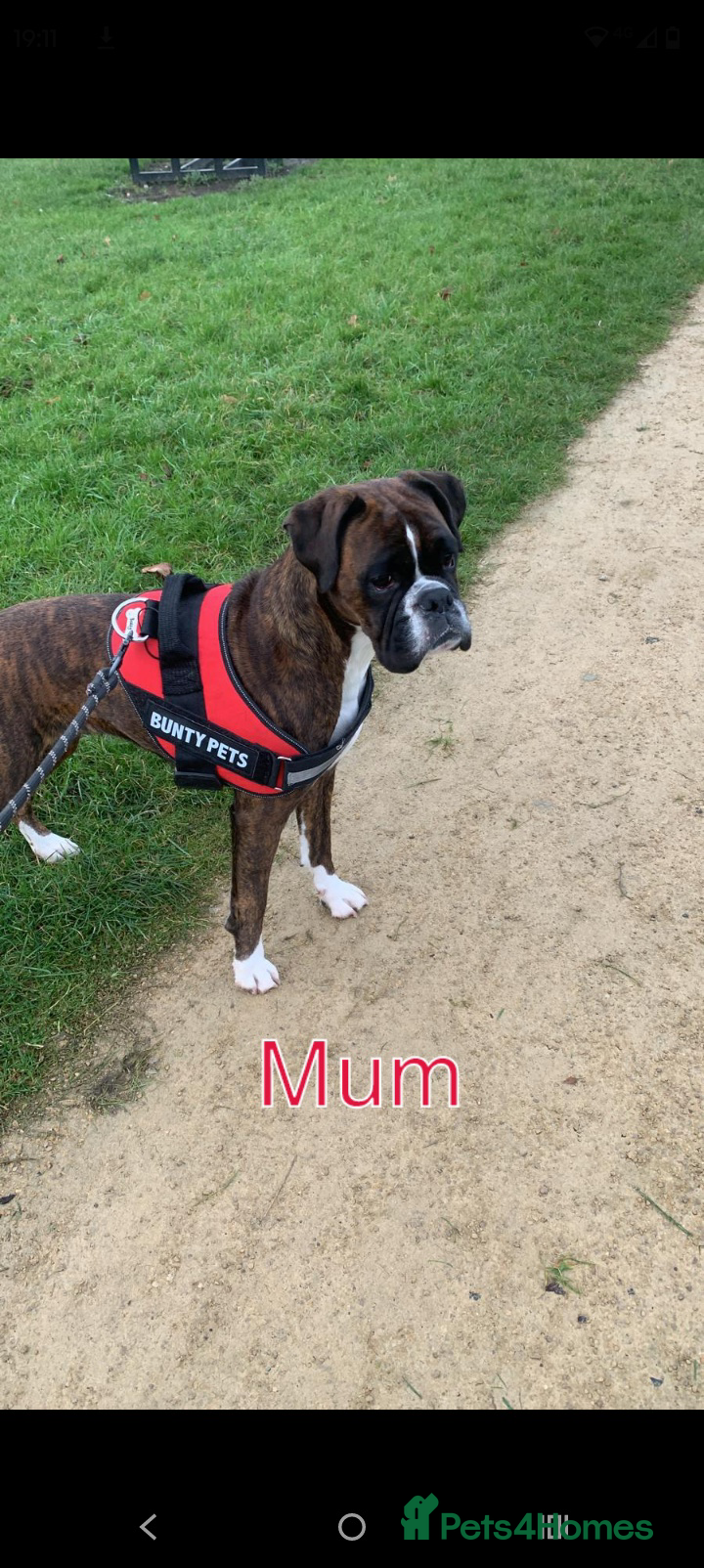 Boxer dogs 🩷🩵stunning KC registered boxers - Advert 1