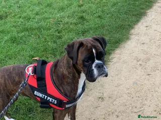 Boxer dogs 🩷🩵stunning KC registered boxers - Advert 1