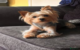 Yorkshire Terrier dogs for stud: Ayann - Image 4
