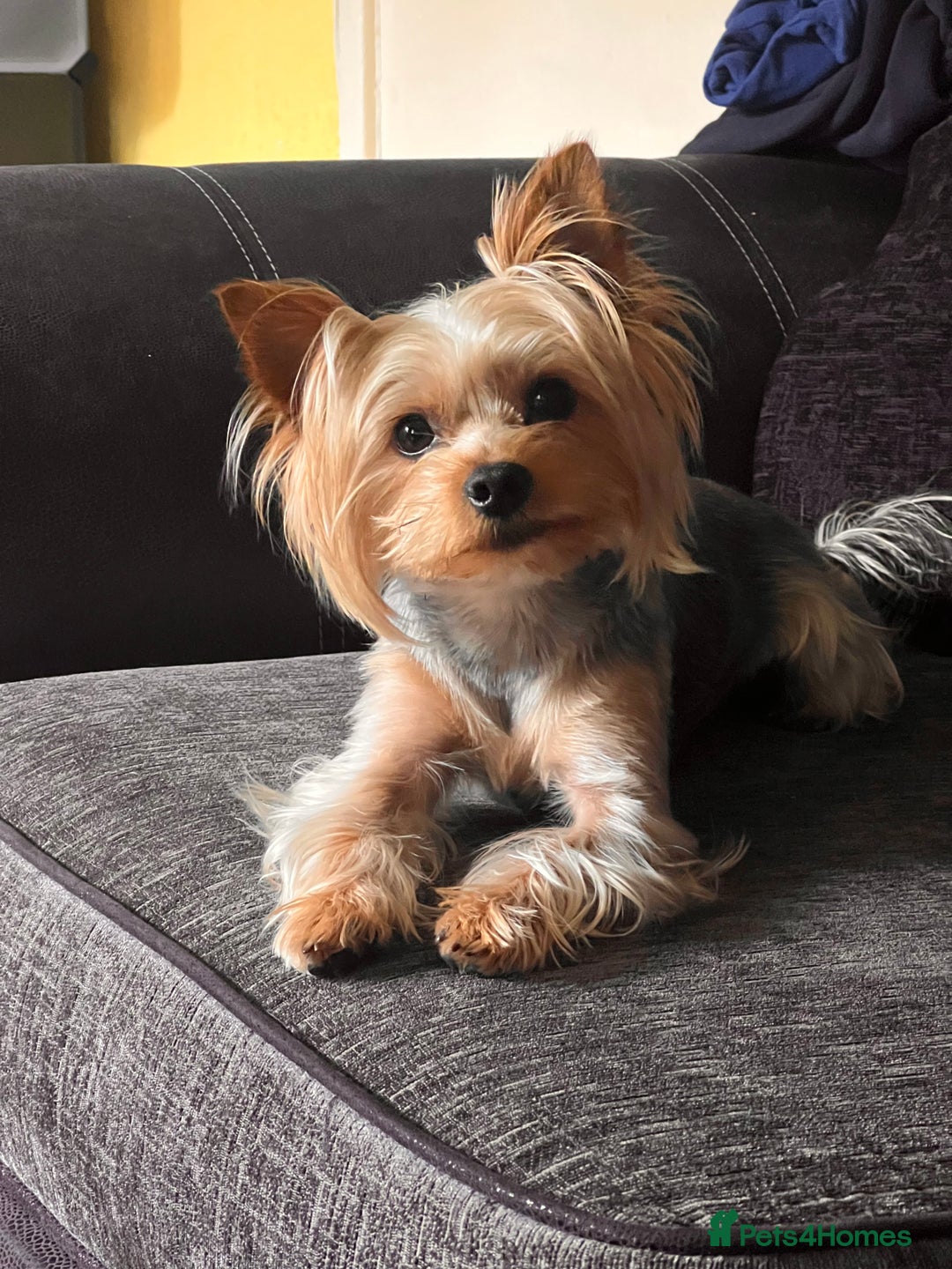 Yorkshire Terrier dogs for stud: Ayann - Image 4