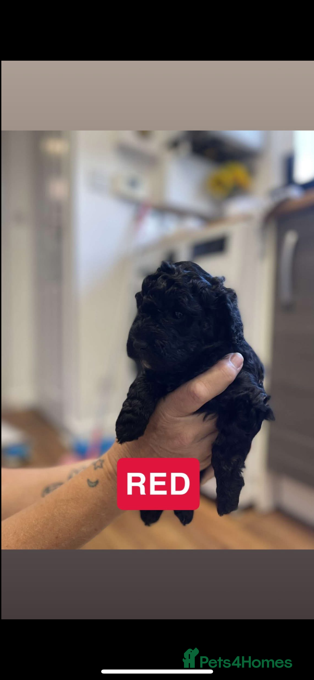 Cockapoo dogs for sale: 🐶ADORABLE F1B COCKAPOOS🐶  - Image 15