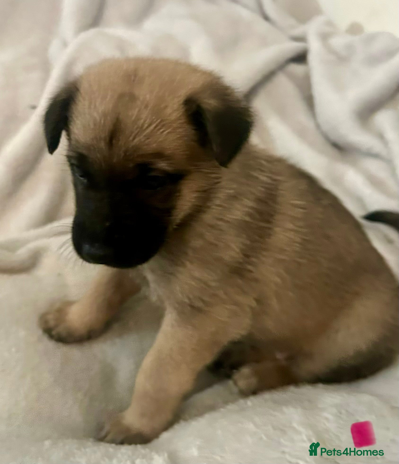 German Shepherd dogs German shepherd pups - Advert 4