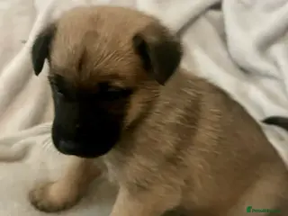 German Shepherd dogs German shepherd pups - Advert 4