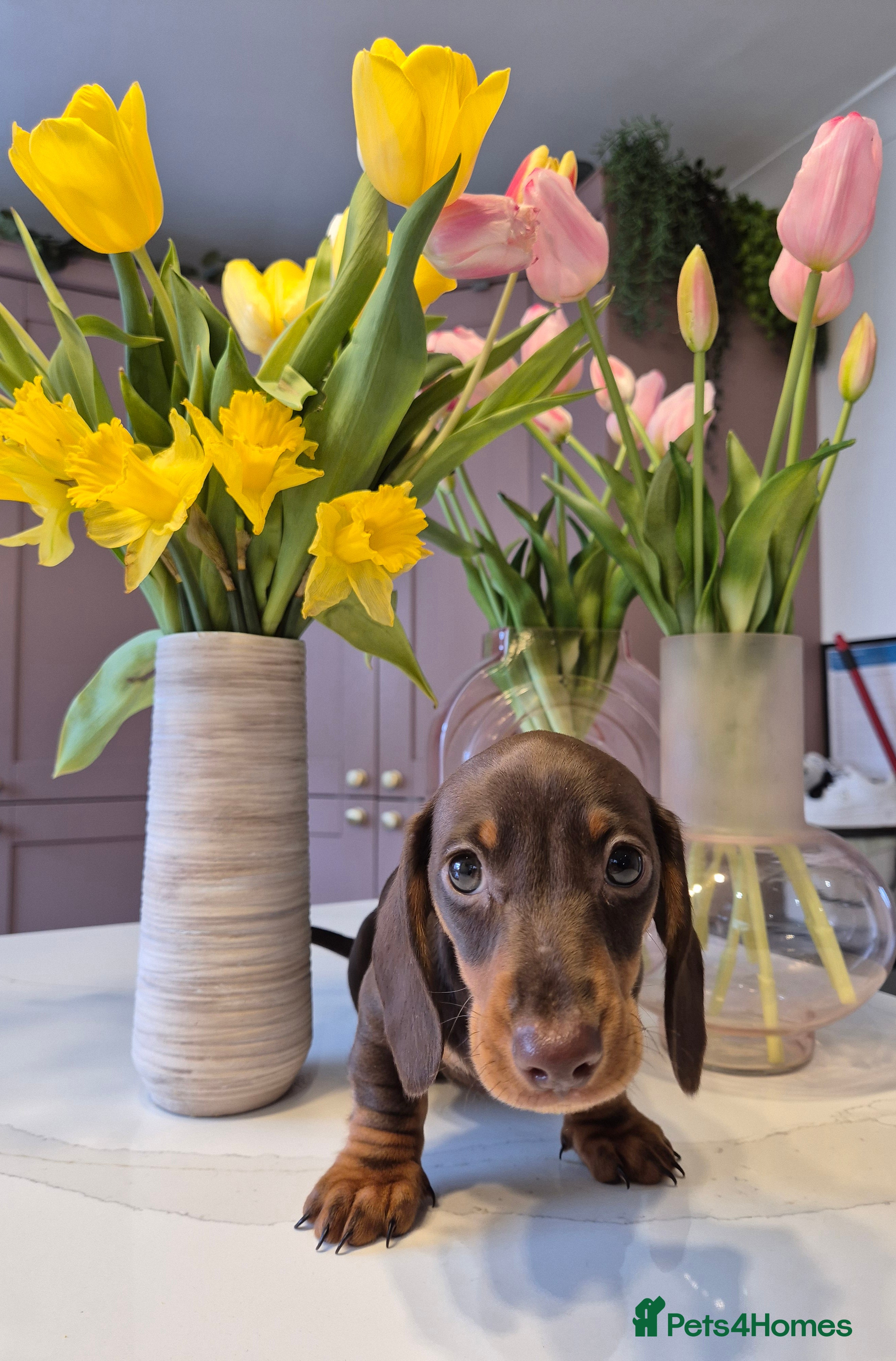 Miniature Dachshund dogs Adorable KC Pedigree Miniature Dachshund Puppies - Advert 3