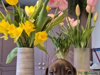 Miniature Dachshund dogs Adorable KC Pedigree Miniature Dachshund Puppies - Advert 3