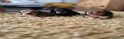 Miniature Dachshund dogs for sale: Dachshund puppy 1 girl available  in Evesham - Advert 8