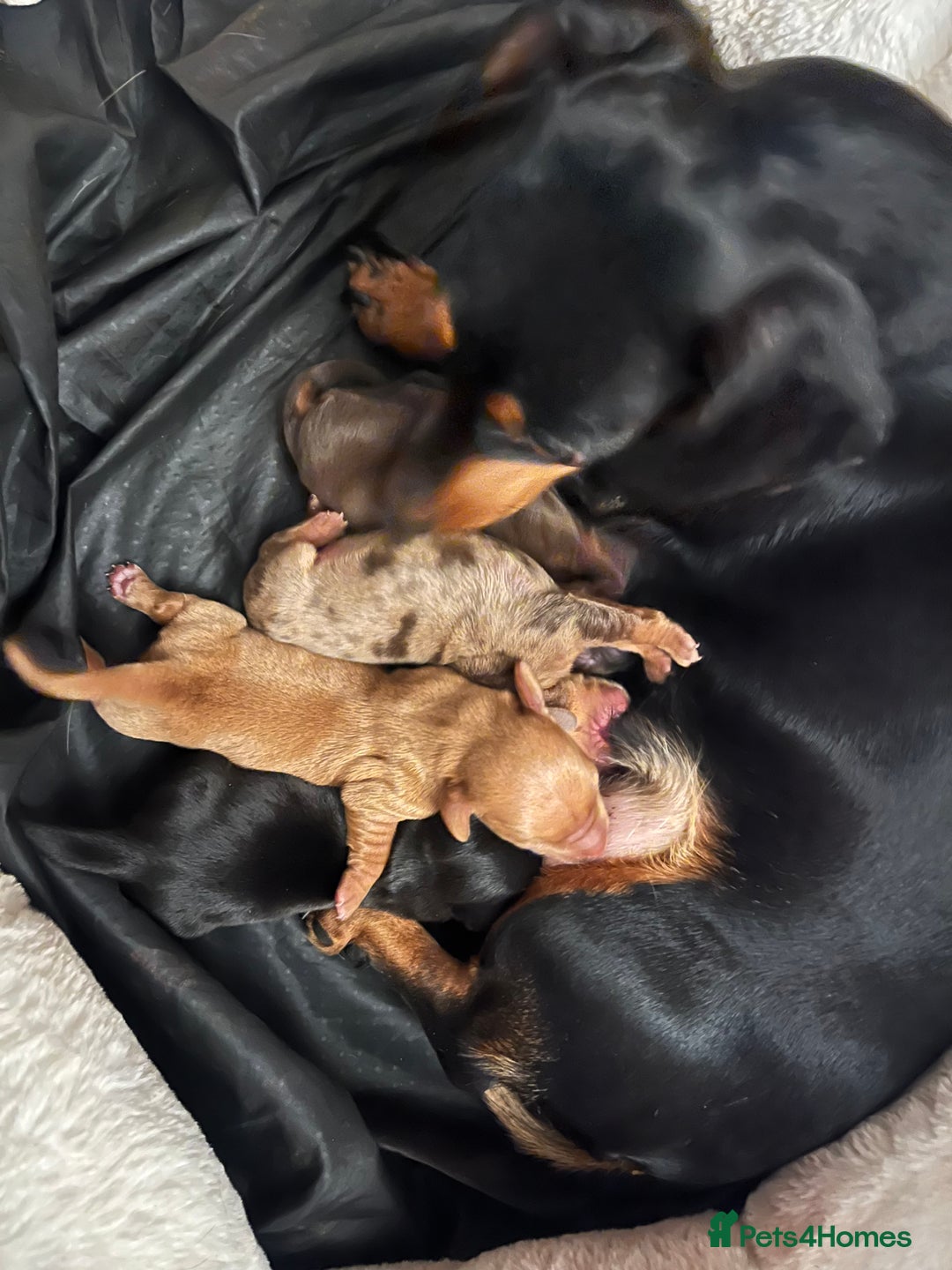 Dachshund dogs for sale: 🐾 Beautiful Dachshund Puppies Available 🐾 - Advert 1