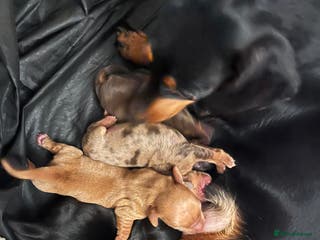 Dachshund dogs 🐾 Beautiful Dachshund Puppies Available 🐾 - Advert 4
