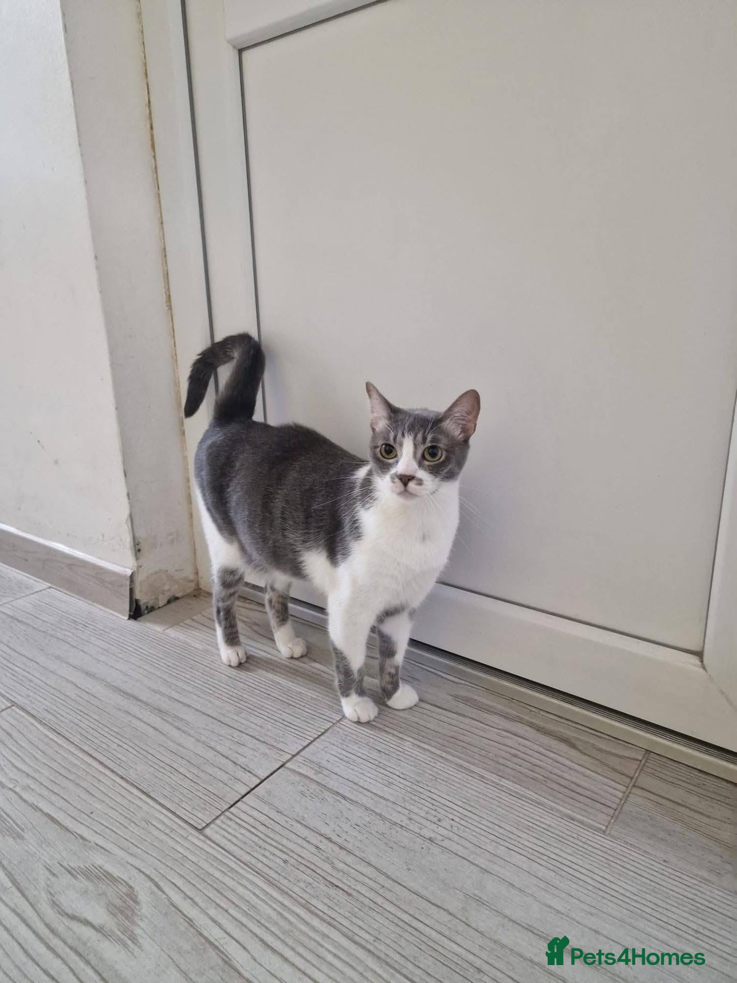 Mixed Breed cats Mia for adoption - Advert 1