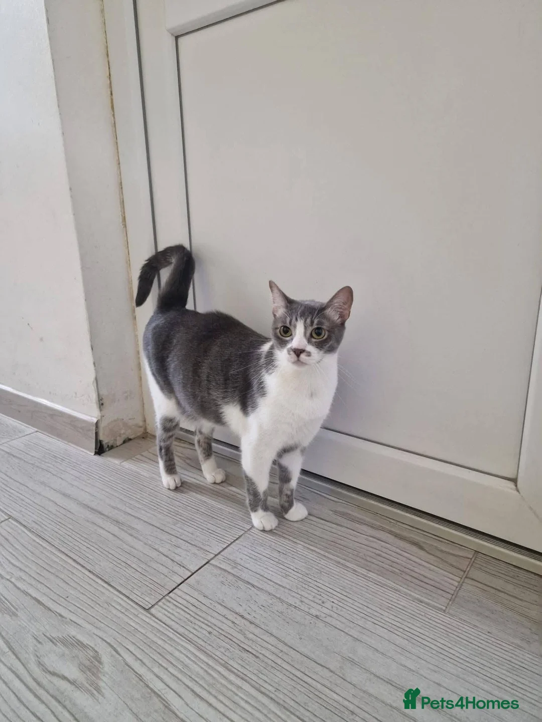 Mixed Breed cats for adoption: Mia for adoption in Doncaster - Advert 1