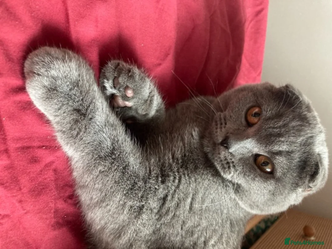 Scottish Fold cats for stud: FOLD AVAILABLE FOR STUD MANCHESTER THIS WEEK  in Salford - Advert 5