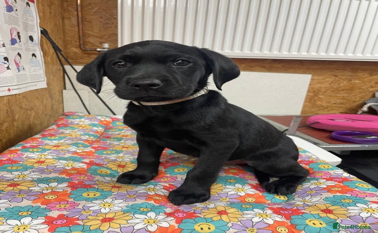 Labrador Retriever dogs - Advert 3