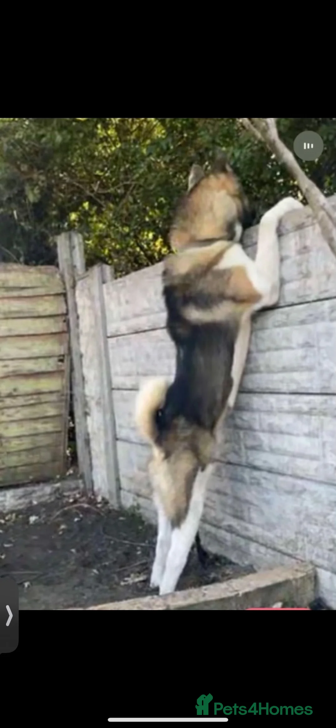 Akita dogs for sale: Free American Akita for Rehoming. - Advert 2