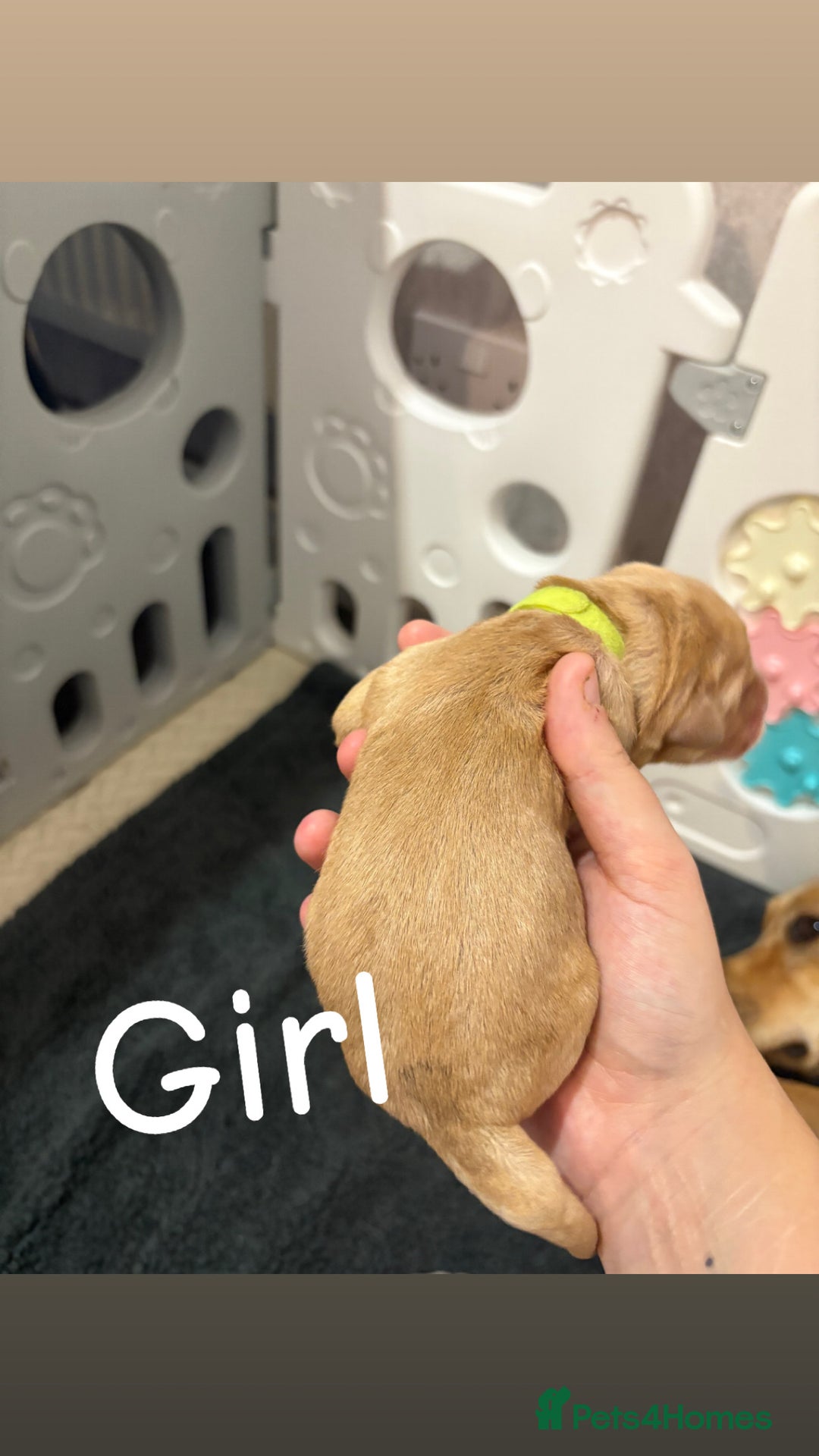 Labrador Retriever dogs for sale: Labrador Retriever Puppies for Sale 🐾 - Advert 18