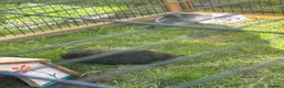 Guinea Pig rodents for sale: Mixed baby guinea pigs for sale in Stoke-on-Trent - Advert 3