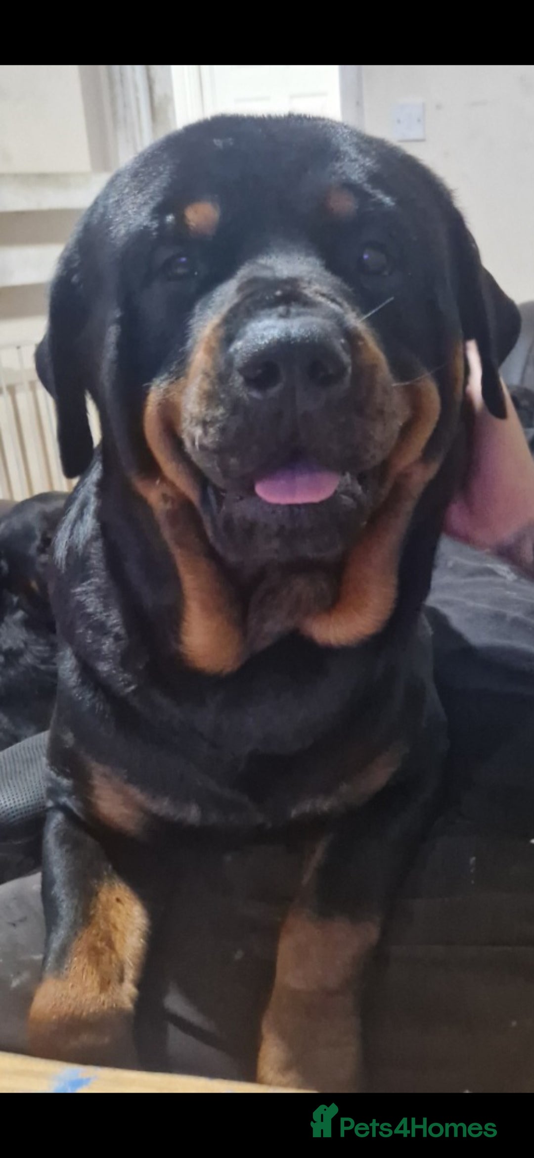 Rottweiler dogs for stud: Stunning Rottweiler for Stud - Advert 3