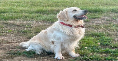 Golden Retriever dogs - Advert 2