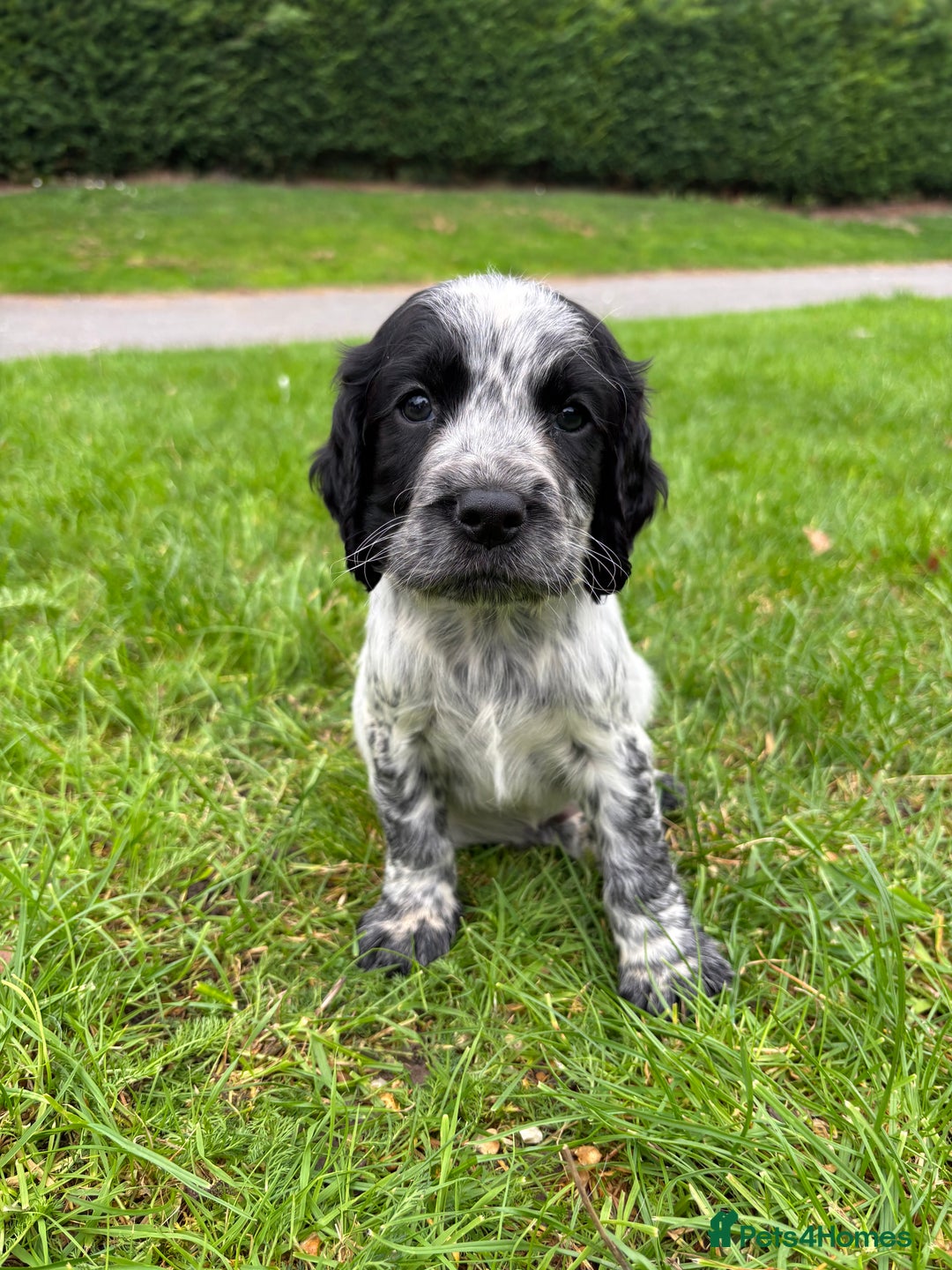 Sprocker dogs for sale: 🧡 Sprocker Puppies 💛 - Image 19