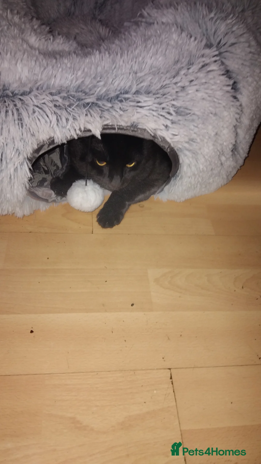 Mixed Breed cats for stud: Mixed tabby or black cat for stud - Advert 4