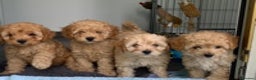 Toy Poodle dogs for stud: 💚Tiny Bob the Toy Poodle💚 For stud  in Hoddesdon - Advert 6
