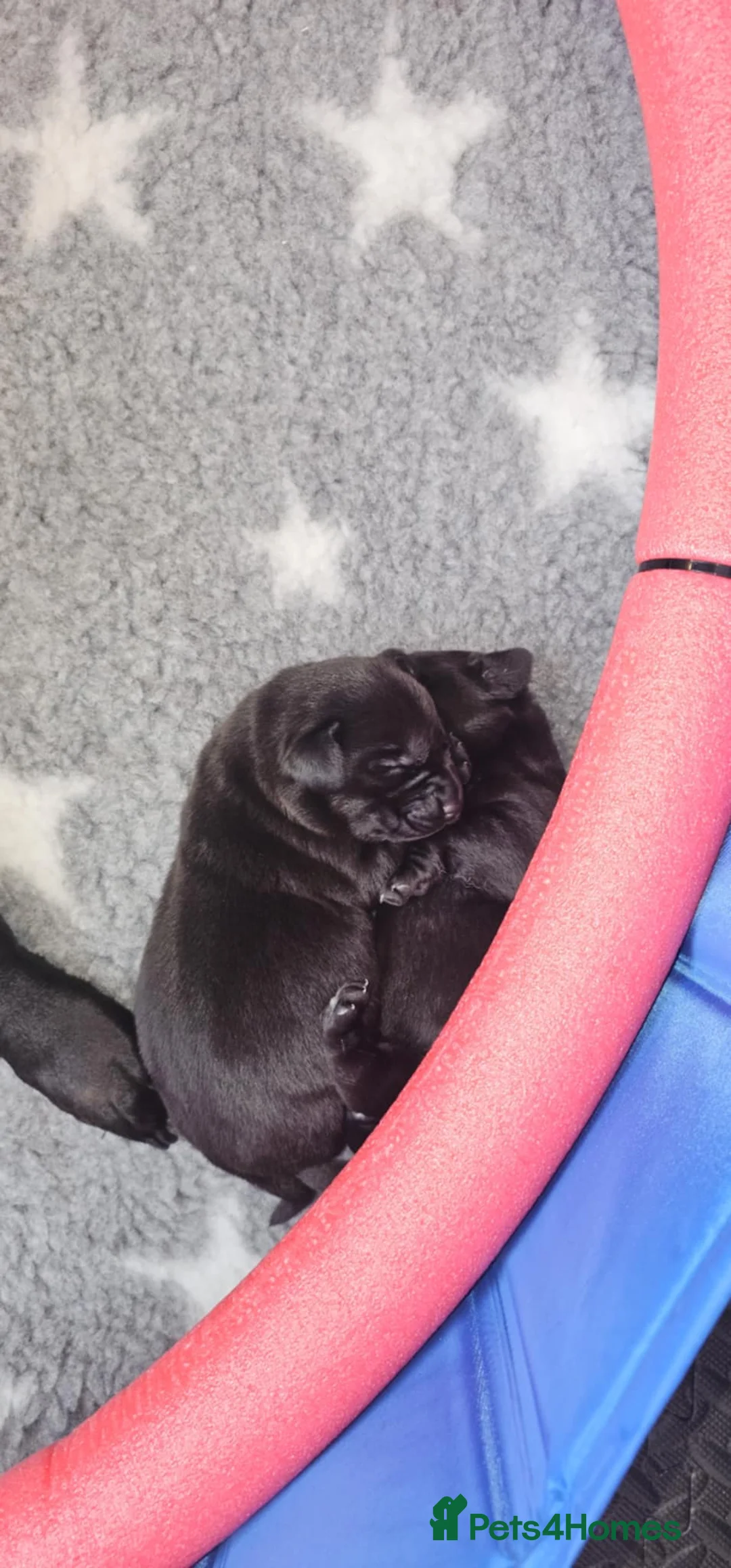 Labrador Retriever dogs for sale: Beautiful  KC register Femal puppy - Advert 5