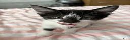 Mixed Breed cats for sale: 2 Male and 2Female kittens  in Hayes - Advert 12