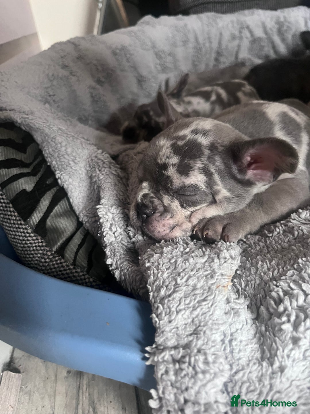 French Bulldog dogs for sale: Tri-colour Blue Merle Frenchie pups - Image 6