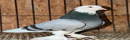 Pigeons birds for sale: FANCY WEST OF ENGLAND TUMBLERS - Advert 12