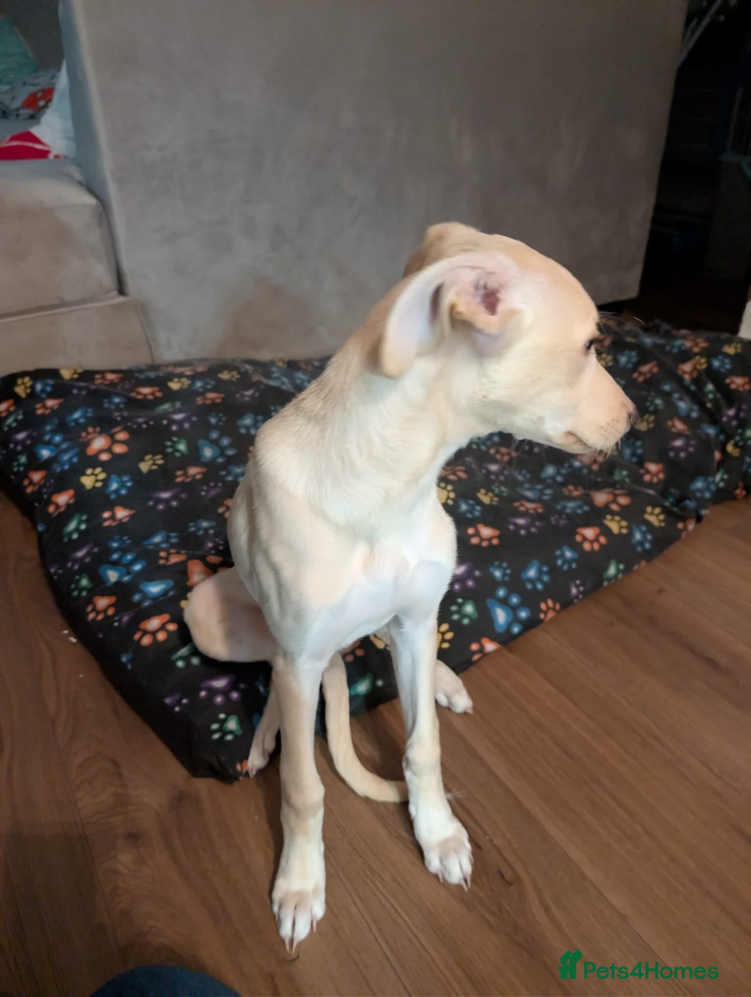 Greyhound dogs Greyhound Puppy - Advert 2