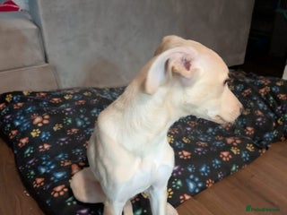 Greyhound dogs Greyhound Puppy - Advert 2