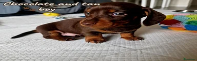 Miniature Dachshund 2
