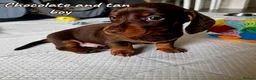 Miniature Dachshund dogs for sale: Agata Szymczak - Advert 14