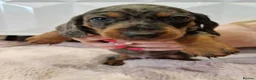 Miniature Dachshund dogs for stud: Proven KCReg Chocolate & Tan Dapple Dachshund Stud - Advert 16