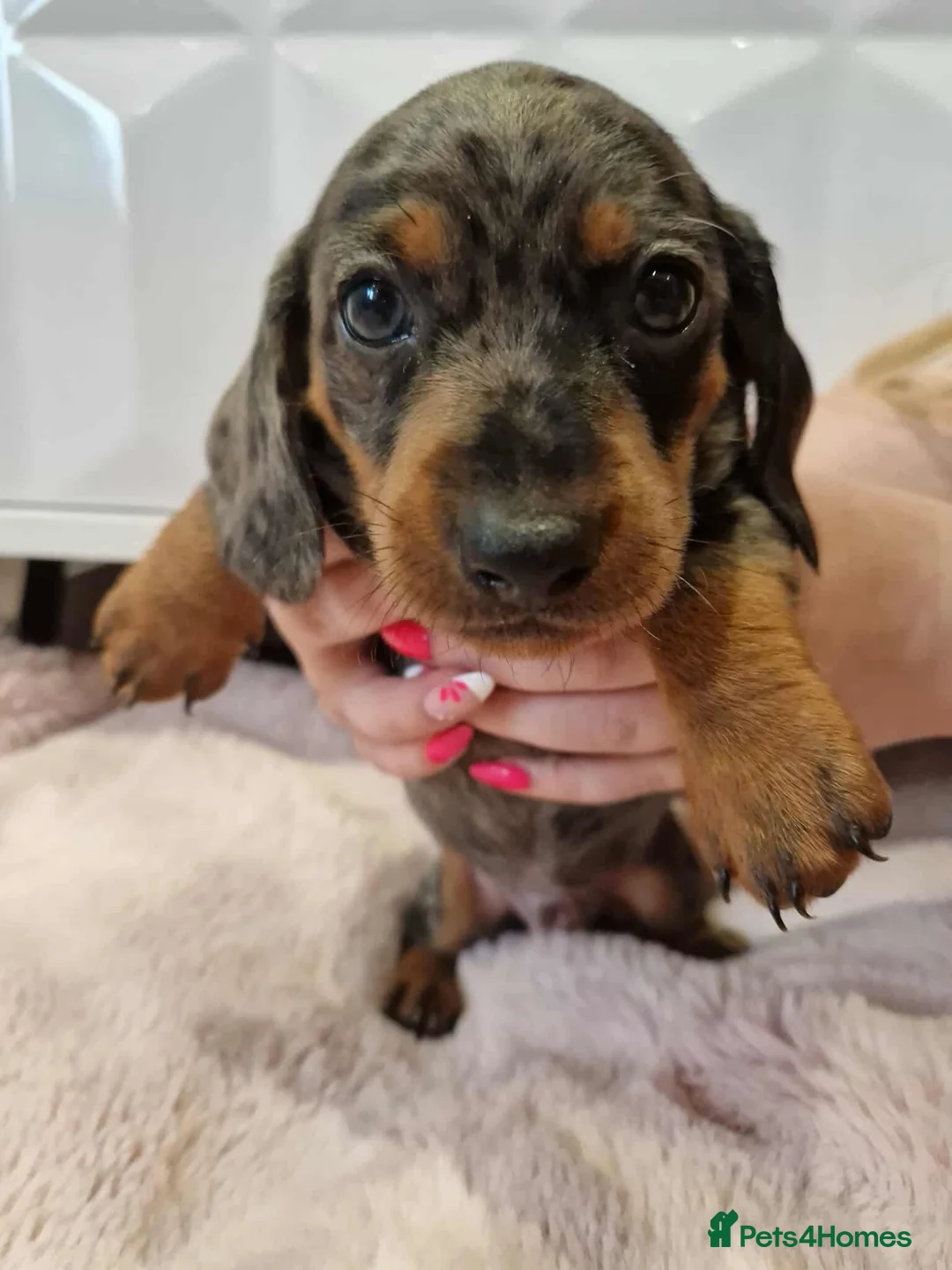 Miniature Dachshund dogs for stud: Proven KCReg Chocolate & Tan Dapple Dachshund Stud - Advert 16