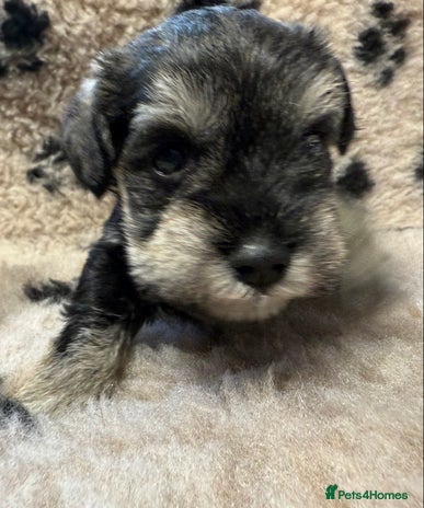 Miniature Schnauzer dogs - Advert 1