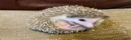 Pygmy Hedgehog rodents for sale: Pygmy Hedghogs mixed colours  - Advert 2