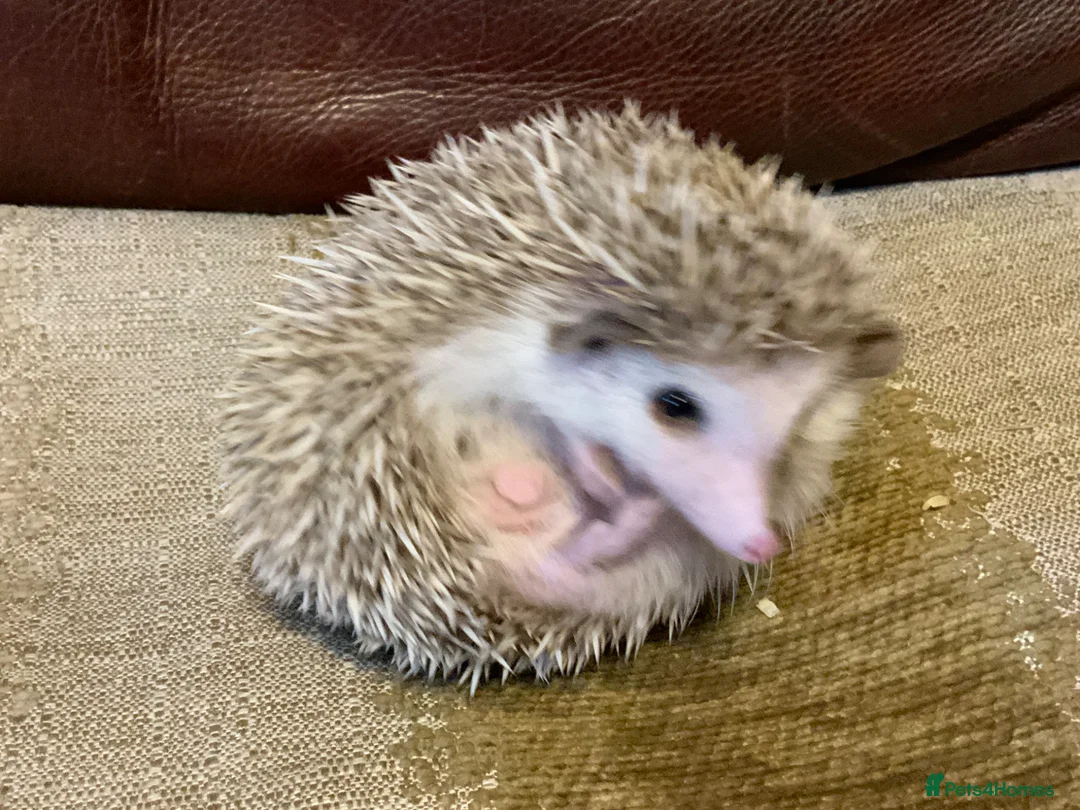 Pygmy Hedgehog rodents for sale: Pygmy Hedghogs mixed colours  - Advert 2