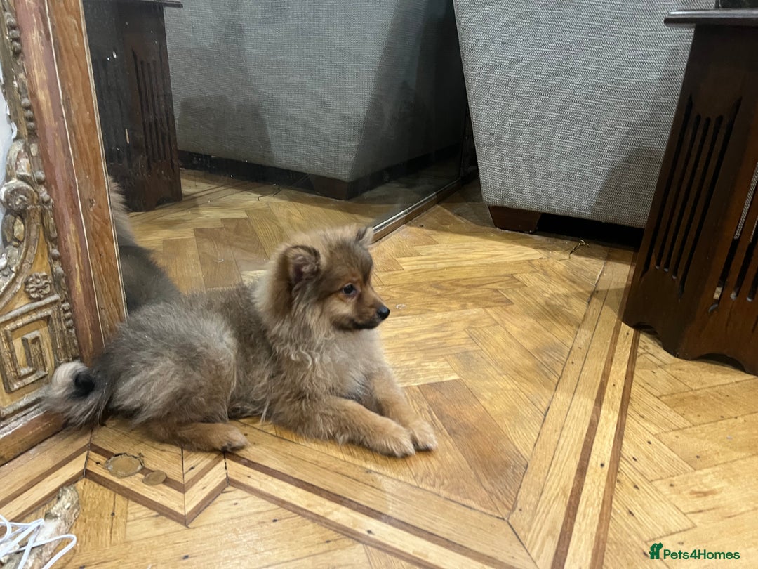 Mixed Breed dogs for sale: Forever Home Wanted  - Advert 20