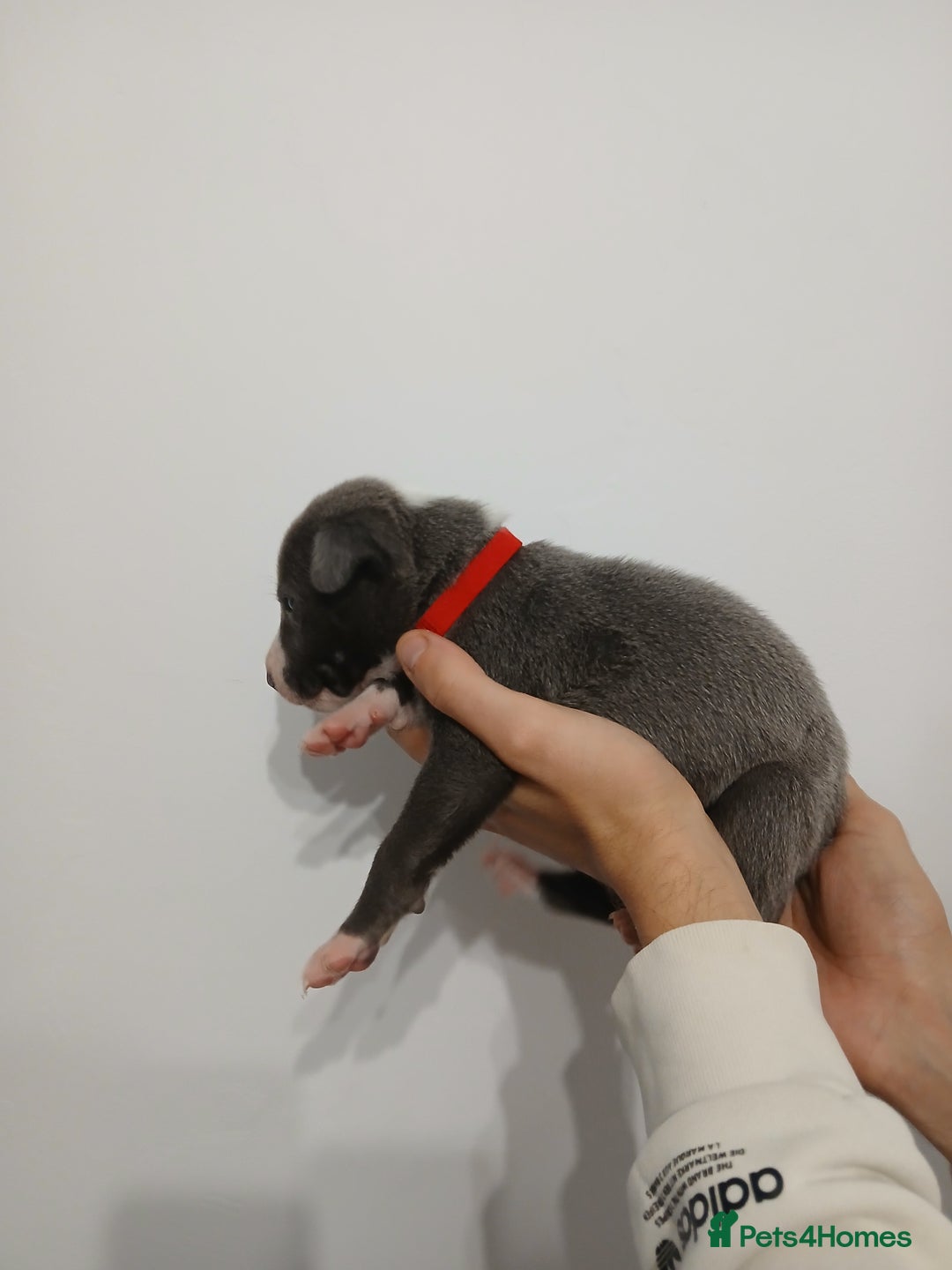Lurcher dogs for sale: Bull Greyhound - Image 2
