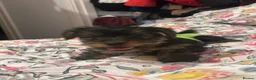 Yorkshire Terrier dogs for sale: Adorable Yorkshire Terrier Puppy Ready for Love - Advert 5