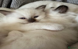 Birman cats for sale: Lovely Birman kittens  - Image 14