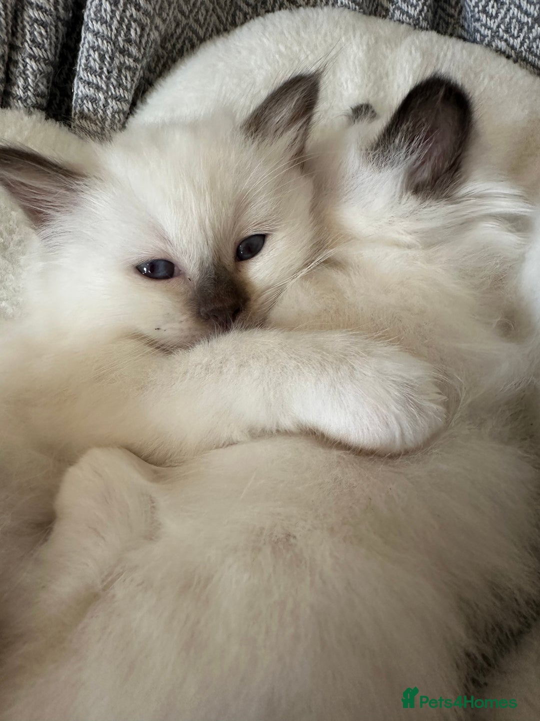 Birman cats for sale: Lovely Birman kittens  - Image 14