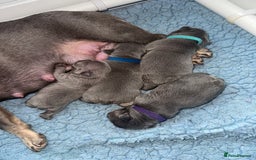 French Bulldog dogs for sale: 2nd litter of ⭐Jesus⭐️ natk9 frenchies - Image 16