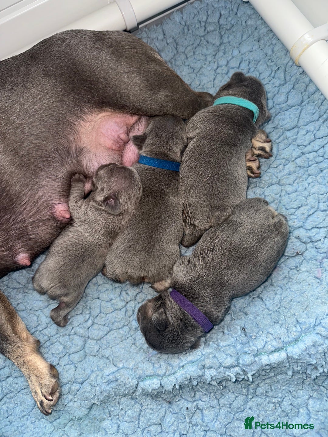 French Bulldog dogs for sale: 2nd litter of ⭐Jesus⭐️ natk9 frenchies - Image 16