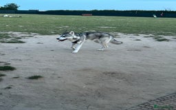 Mixed Breed dogs for sale: 9 month old husky x puppy for sale  - Image 4