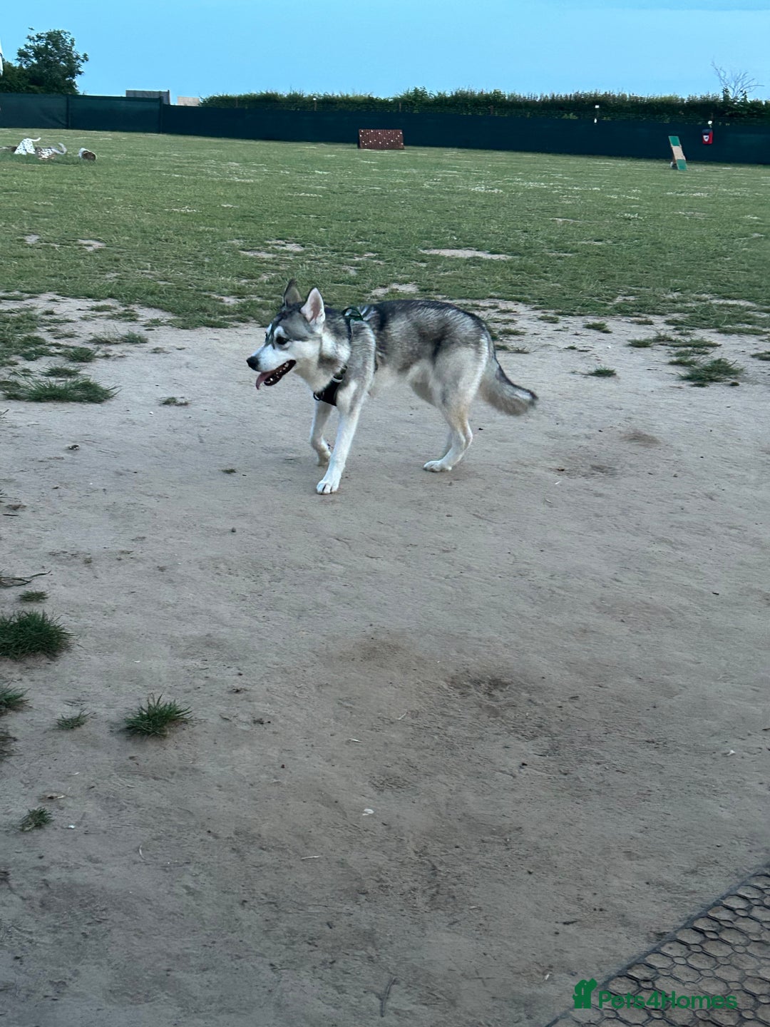 Mixed Breed dogs for sale: 9 month old husky x puppy for sale  - Image 4
