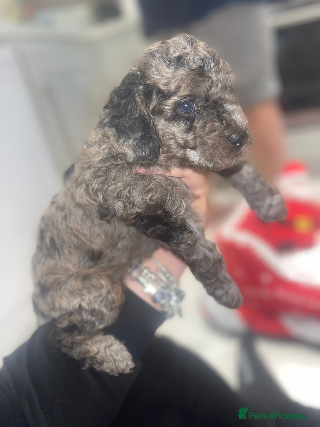 Cockapoo dogs for sale: Cockerpoo FB1 ready to leave  **  Eve  - Advert 12