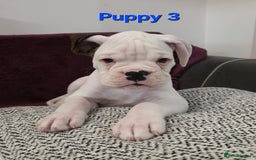 Boxer dogs for sale: KC REGISTERED Puppies-1x Gourgess Puppy available - Image 6