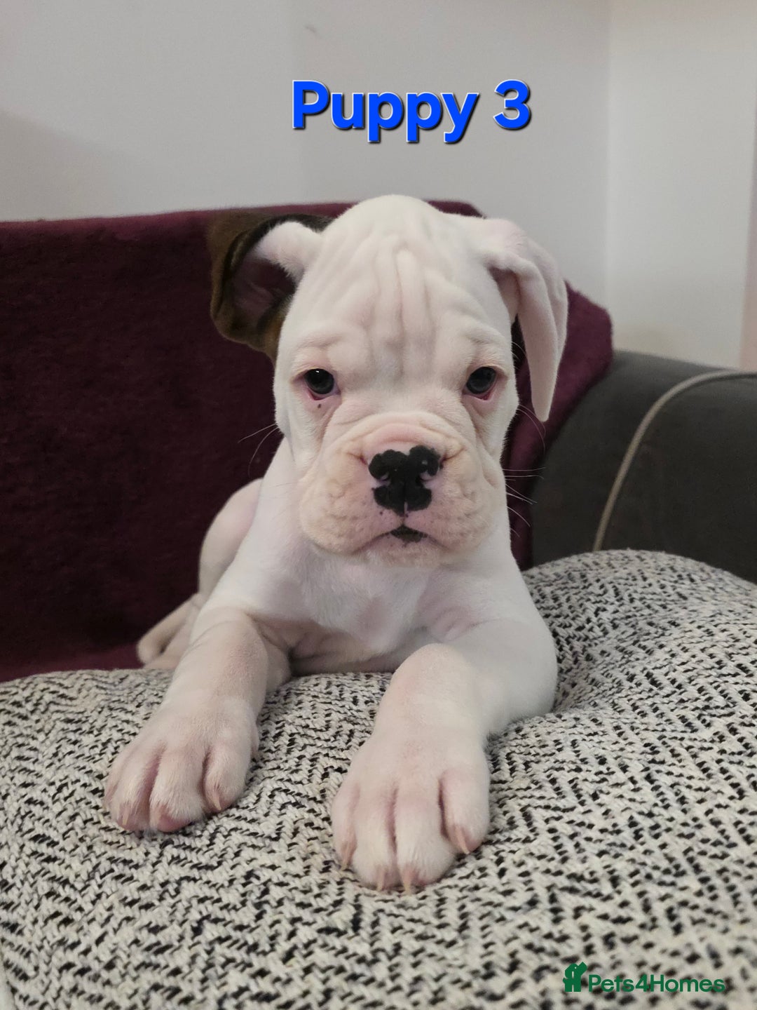 Boxer dogs for sale: KC REGISTERED Puppies-1x Gourgess Puppy available - Image 6