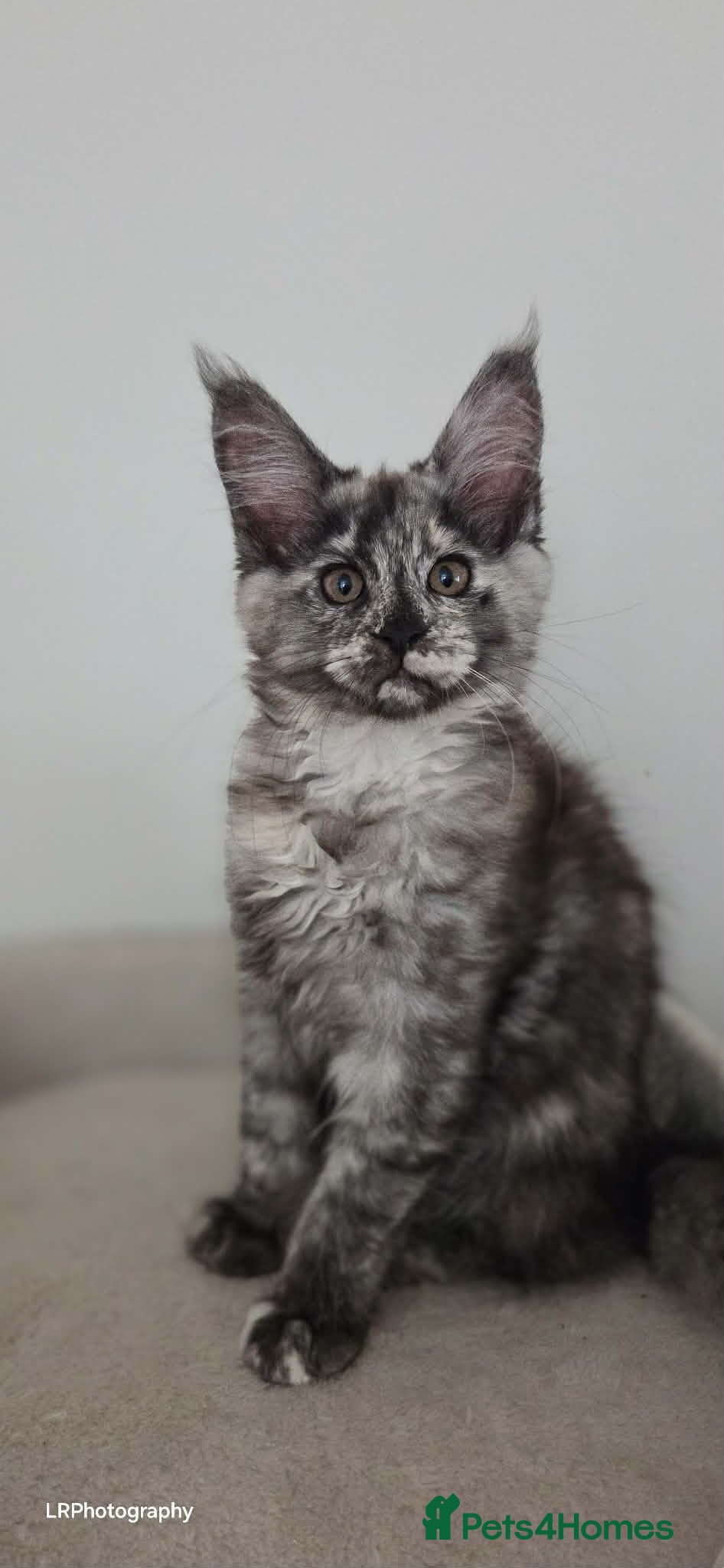 Maine Coon cats TICA Registered Maine Coon !! Last kitten!! - Advert 1